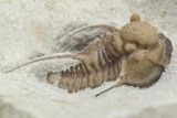 Scarce Cyphaspis Carrolli Trilobite - Oklahoma #226572-1